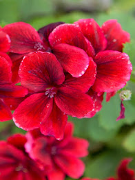 Z Lcd Amoled Flowers Wallpaper poster 8