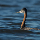 Great Grebe