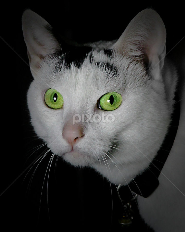 Miss Green Eyes by Judee Schofield - Animals - Cats Portraits