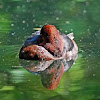 Ferruginous duck