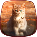 Cute Kitty Live Wallpaper mobile app icon