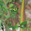 Top: very darkly marked last-instar Lime Butterfly