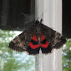 Ribbed Underwing Moth