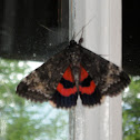 Ribbed Underwing Moth