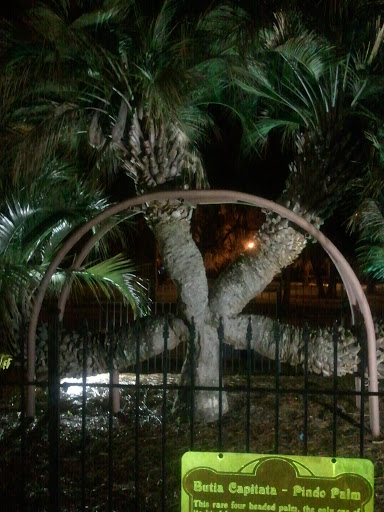 Four-Headed Palm Tree