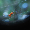 Argyrodes Flavescens