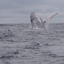 Humpback wale