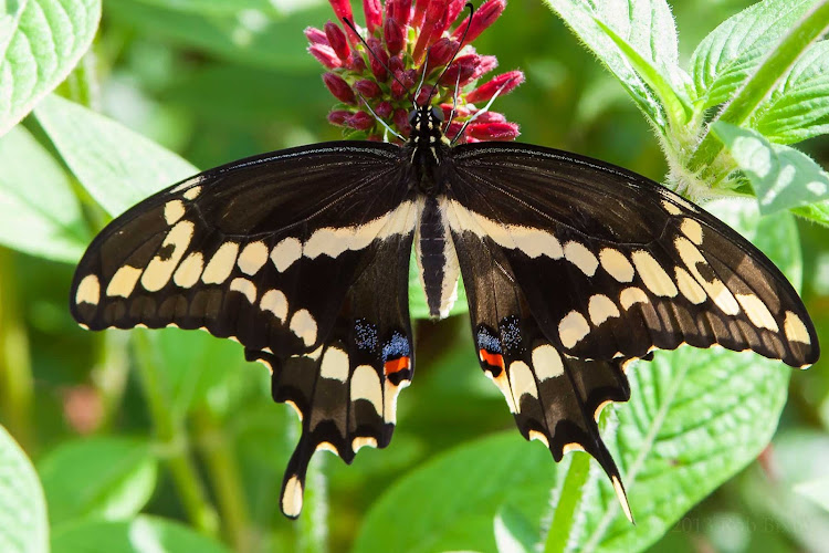 Butterfly at Jacksonville Zoo in Florida. 