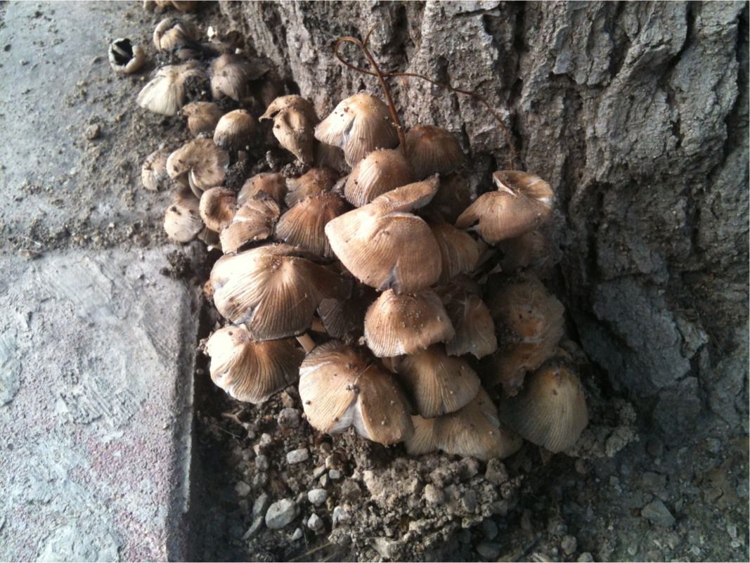 Hongo. Fungus