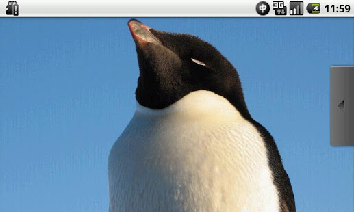 Full of Penguins Free(圖2)-速報App