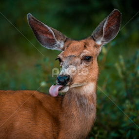 Rocky Mountain Mule Deer (Odocoileus hemionus hemionus) by Scott Trageser - Animals Other Mammals
