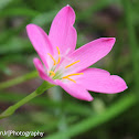Cuban zephyr lily