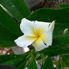 Plumeria