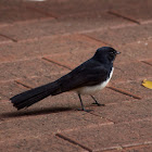 Willie Wagtail