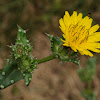 Spanish Oyster Thistle