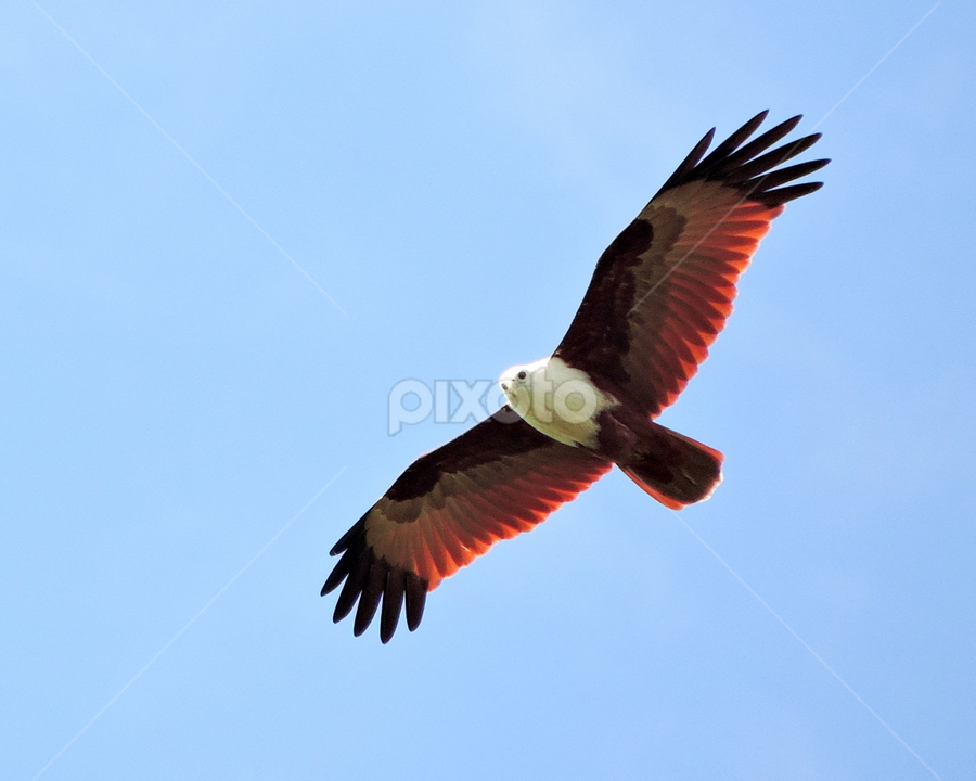 Flying high by Yusop Sulaiman - Animals Birds