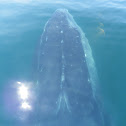 Gray Humpback Whale