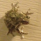 Gray/Cope's Gray Tree Frog