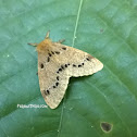 Nygmiini moth