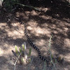 California Kingsnake