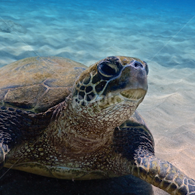 honu by Tatiana Gonnason - Animals Sea Creatures