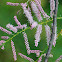 French Tamarisk; Taray