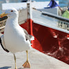 Kelp gull