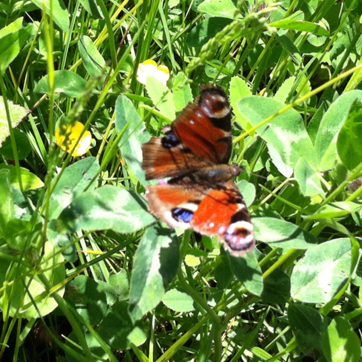 Tagpfauenauge or European peacock