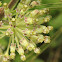 Prairie Milkweed