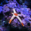 Marble star fish