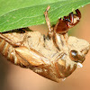 Cicada Exuviae