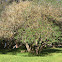California Buckeye tree