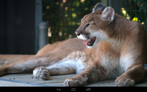 Free Download Angry Cougar APK for Android