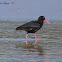 African Black Oystercatcher