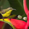 Olive-backed Sunbird ♀