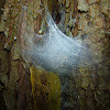 Tree Spider (Part 1)