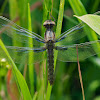 Common Whitetail dragonfly (teneral female)