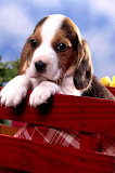 Cute Baby Animals Pictures