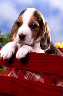 Cute Baby Animals Pictures(圖1)-速報App