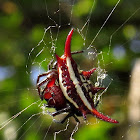 Kite spider