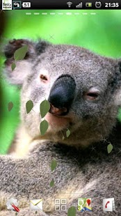 Free Download Koala Live Wallpaper APK