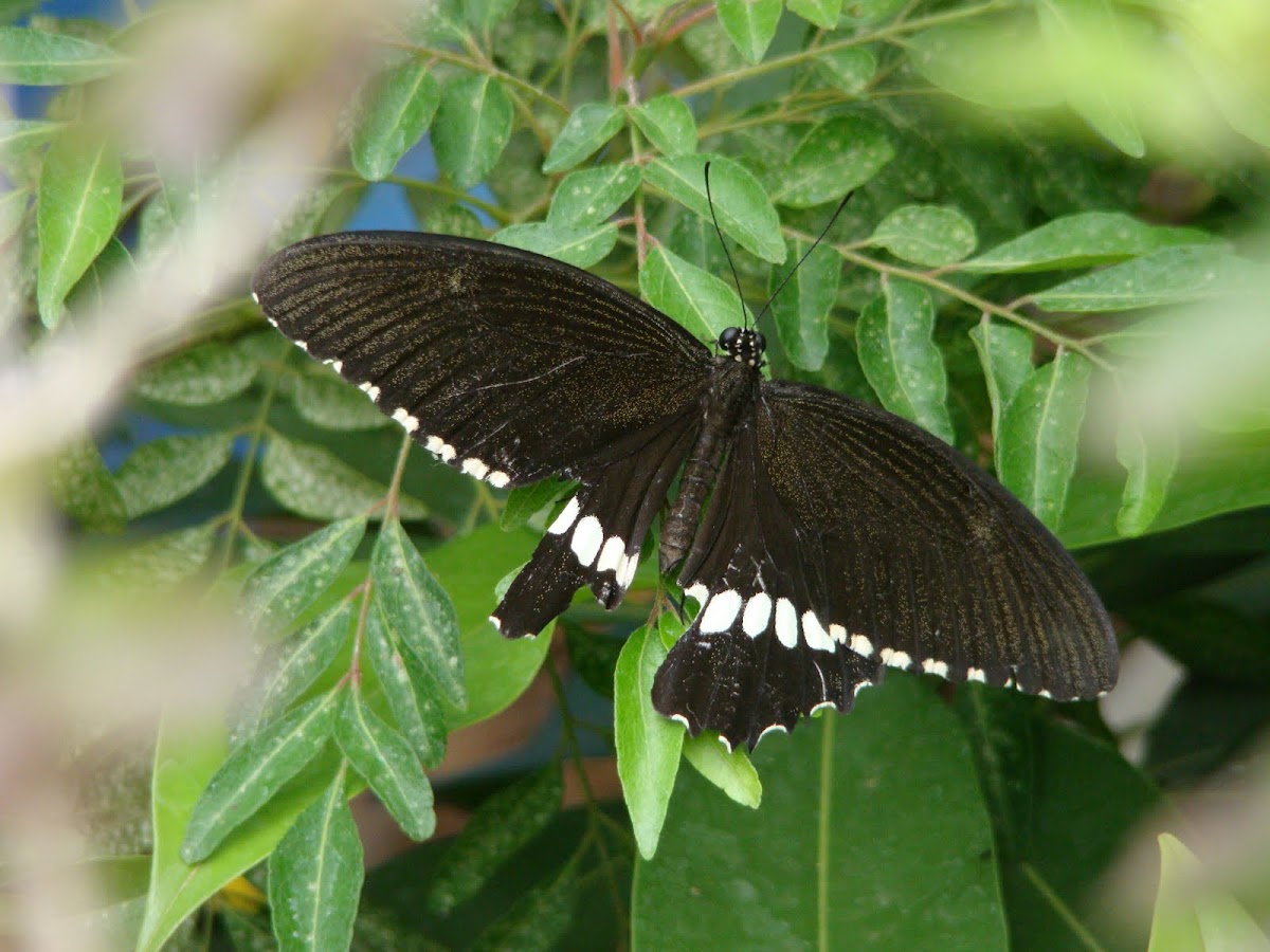 Malabar Raven Butterfly