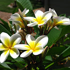 Frangipani (White Plumeria)