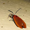 Lycid Mimic Moth