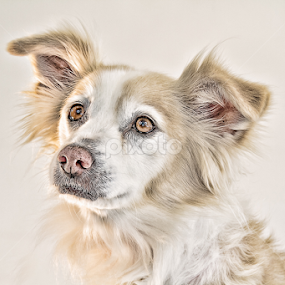Shanty by Barry Shurchin - Animals - Dogs Portraits