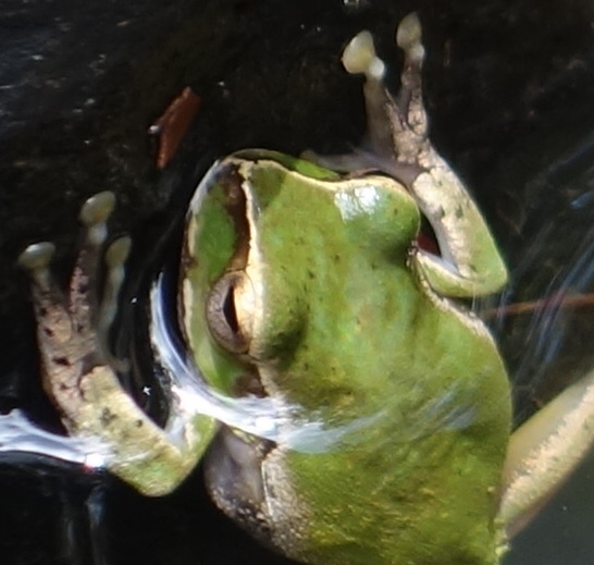 Pearson's tree frog