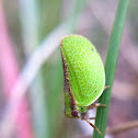 Two-striped planthopper