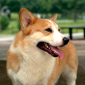 Lively dog wallpaper logo