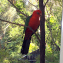 Australian King-Parrot