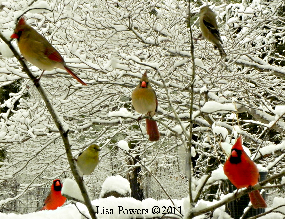 Northern Cardinals and American Goldfinches